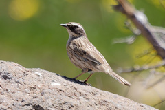 Radde's Accentor photo 4