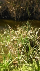 Carex riparia