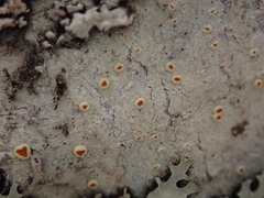 Brigantiaea chrysosticta