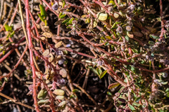 Euphorbia maculata