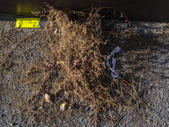 Euphorbia maculata