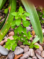 Euphorbia peplus