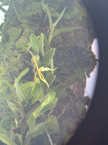 Epidendrum nocturnum Jacq. 2