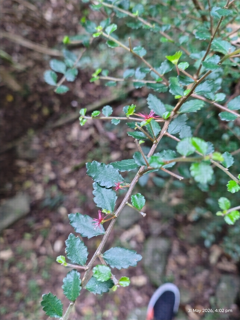 Acalypha capillipes Müll.Arg.