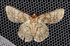 Hypodoxa emiliaria