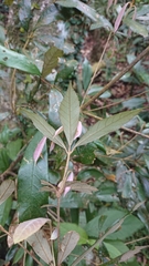 Quercus gilva