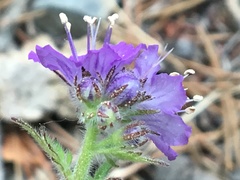 Phacelia franklinii