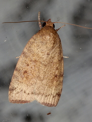 Austrocarea iocephala