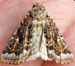 Proteuxoa florescens