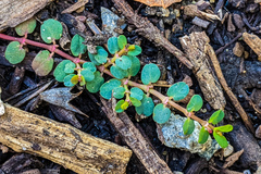 Euphorbia serpens