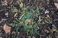 Euphorbia serpens