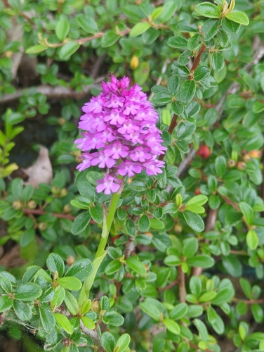 pyramidal orchid