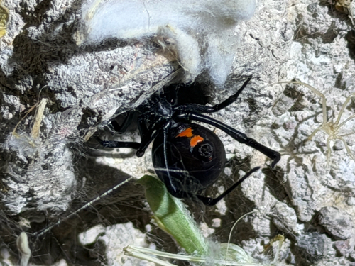 Viuda Negra Occidental