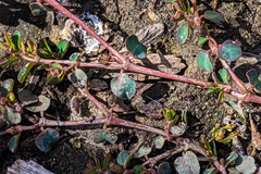 Euphorbia serpens