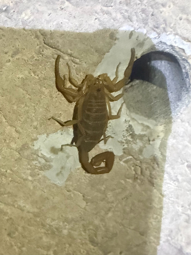 Escorpión de corteza de Arizona