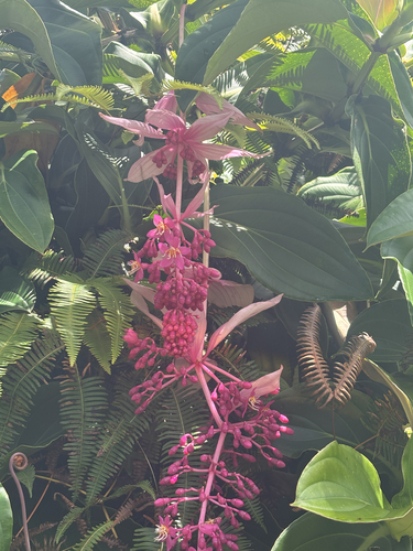 Medinilla magnifica observed 2026-06-03