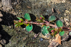 Euphorbia serpens