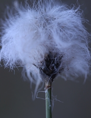 Eriophorum chamissonis