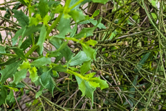 Baccharis sarothroides × pilularis