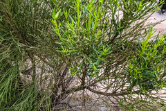 Baccharis sarothroides × pilularis