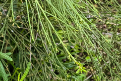 Baccharis sarothroides × pilularis