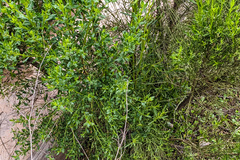 Baccharis sarothroides × pilularis