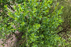 Baccharis sarothroides × pilularis