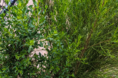 Baccharis sarothroides × pilularis