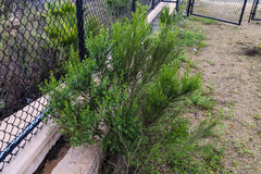 Baccharis sarothroides × pilularis