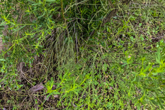 Baccharis sarothroides × pilularis