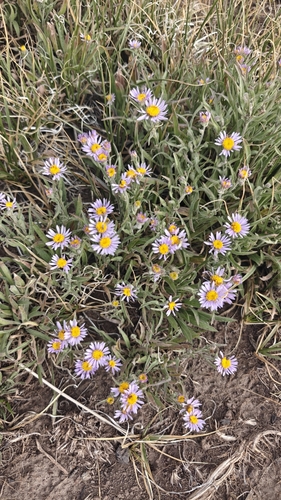 Erigeron eatonii, 2026-06-03