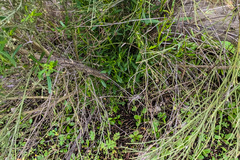 Baccharis sarothroides × pilularis