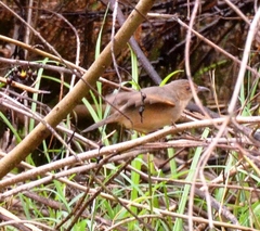 Cisticola erythrops