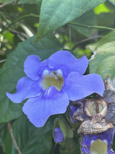 Thunbergia laurifolia observed 2026-06-03