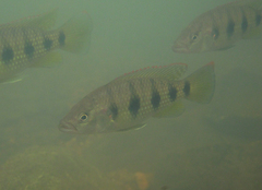 Hemichromis