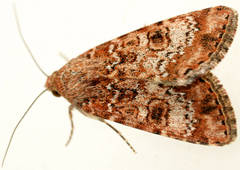 Heliothis punctifera