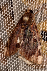 Catephia linteola