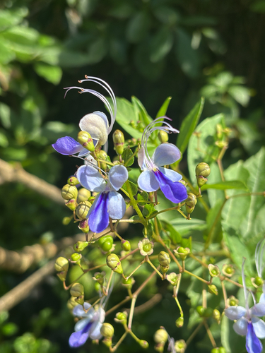 Rotheca myricoides observed 2026-06-03
