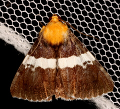 Buzara latizona