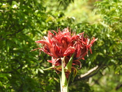 Doryanthes excelsa