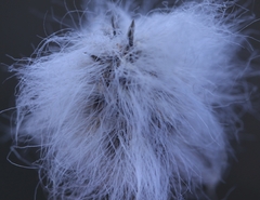 Eriophorum chamissonis