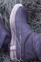 Eriophorum chamissonis