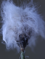 Eriophorum chamissonis