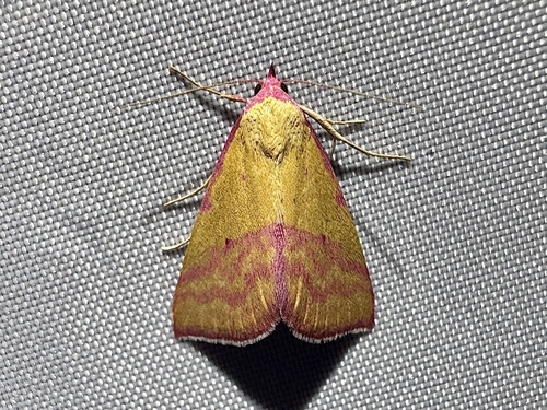 Pink-bordered Yellow photo 4