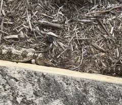 Tiliqua
