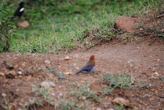 Granatina ianthinogaster