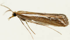 Hednota cyclosema