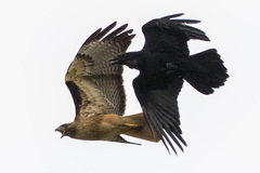 Common Raven photo 6