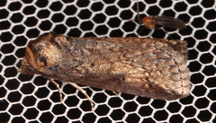Lophoptera