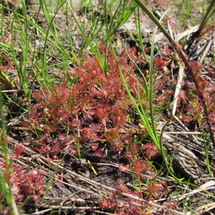Drosera × obovata